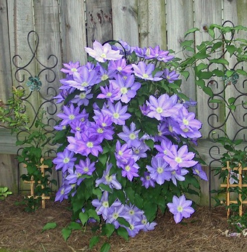 H. F. Young Clematis