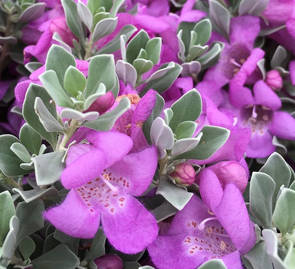 Desperado Texas Sage