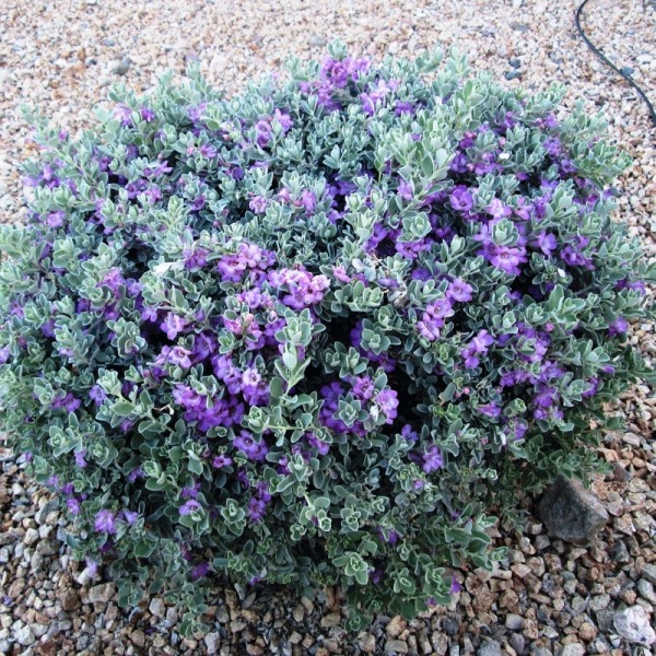Desperado Texas Sage