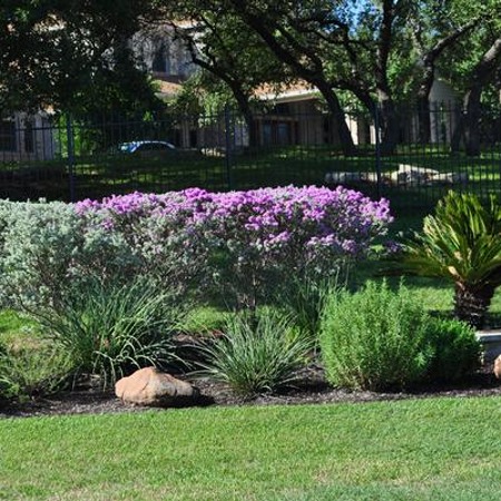 Desperado Texas Sage