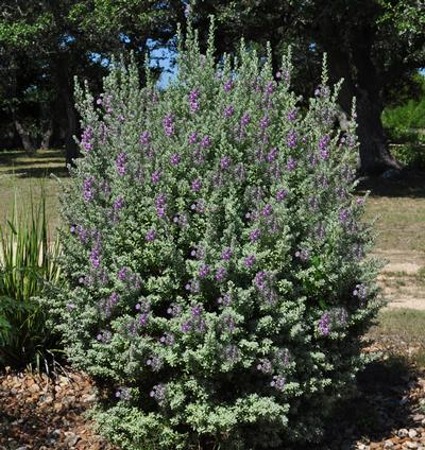 Desperado Texas Sage
