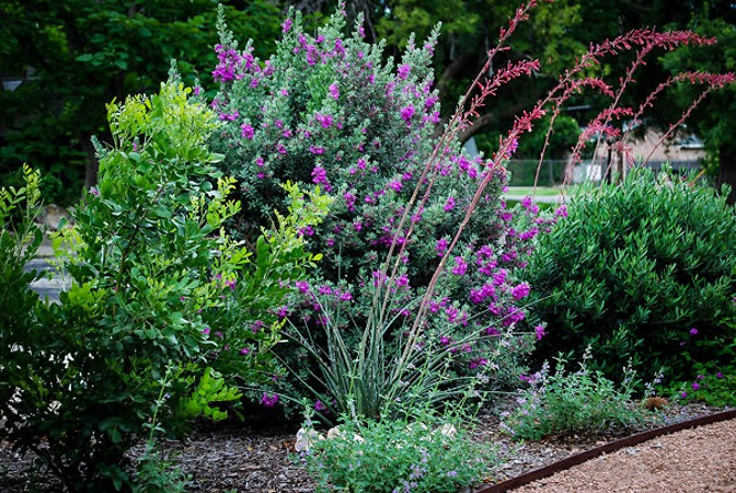 Desperado Texas Sage