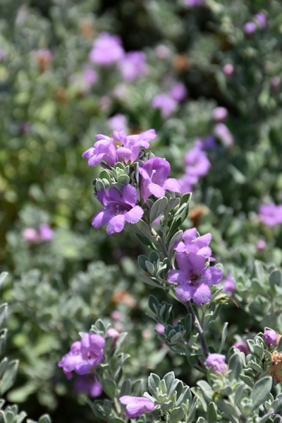Desperado Texas Sage