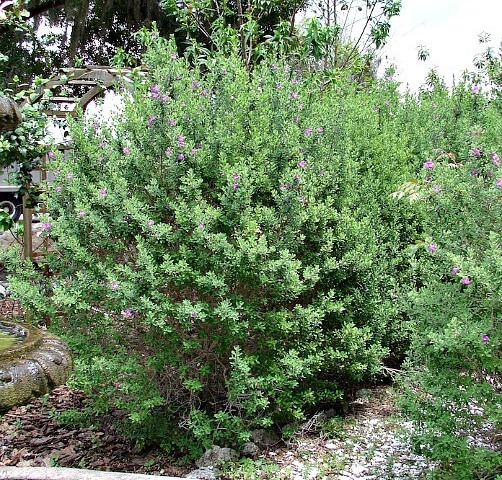Desperado Texas Sage