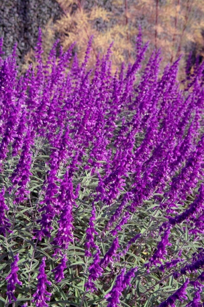Santa Barbara Mexican Sage