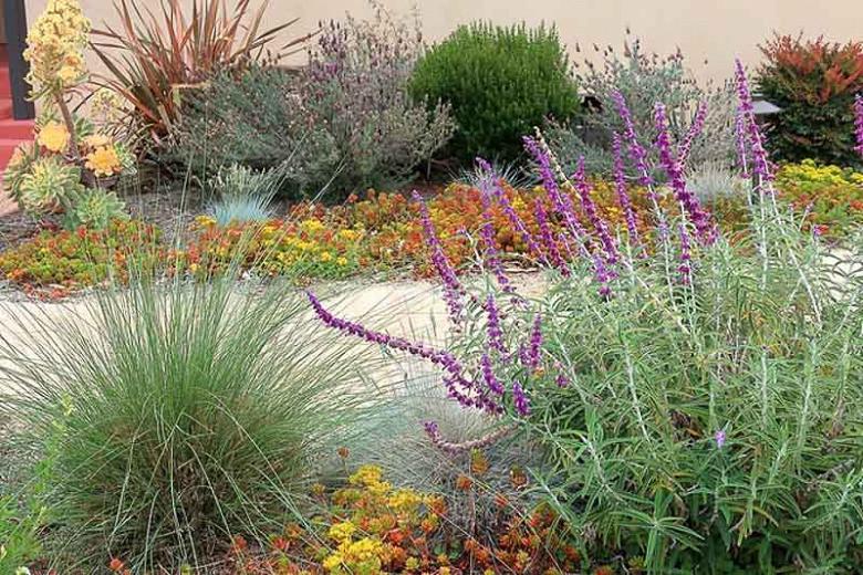 Santa Barbara Mexican Sage