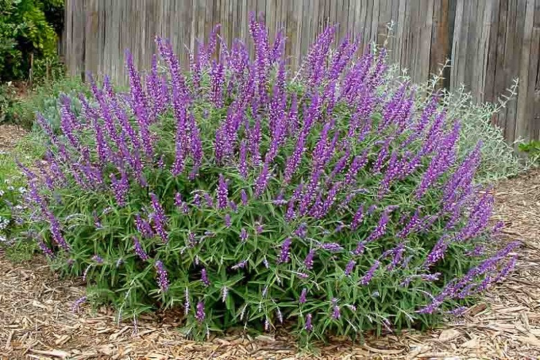 Santa Barbara Mexican Sage