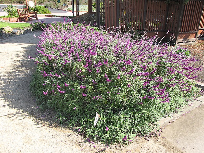 Santa Barbara Mexican Sage
