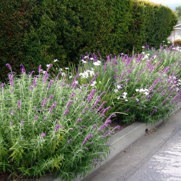 Santa Barbara Mexican Sage