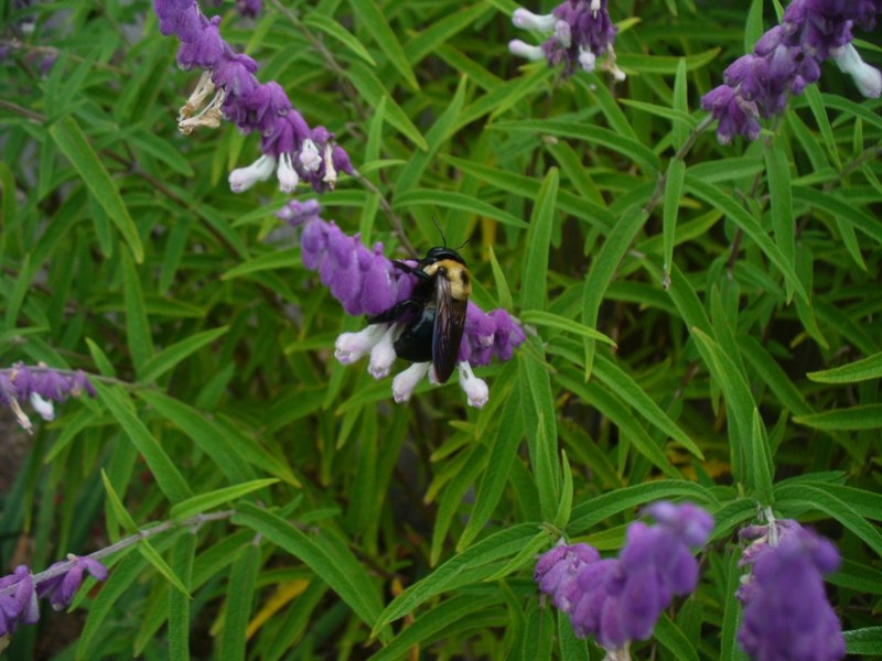 Santa Barbara Mexican Sage