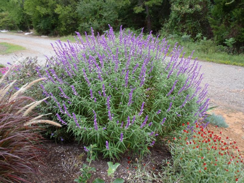 Santa Barbara Mexican Sage