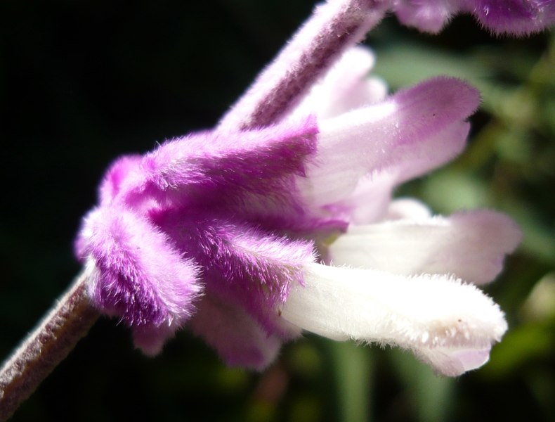 Santa Barbara Mexican Sage
