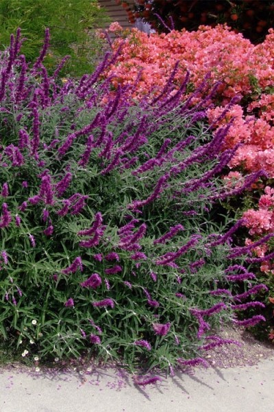 Santa Barbara Mexican Sage