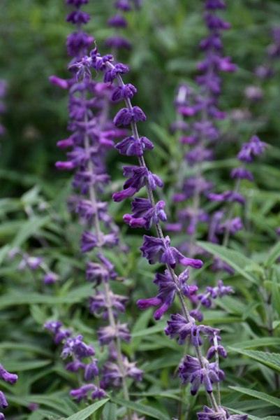Santa Barbara Mexican Sage