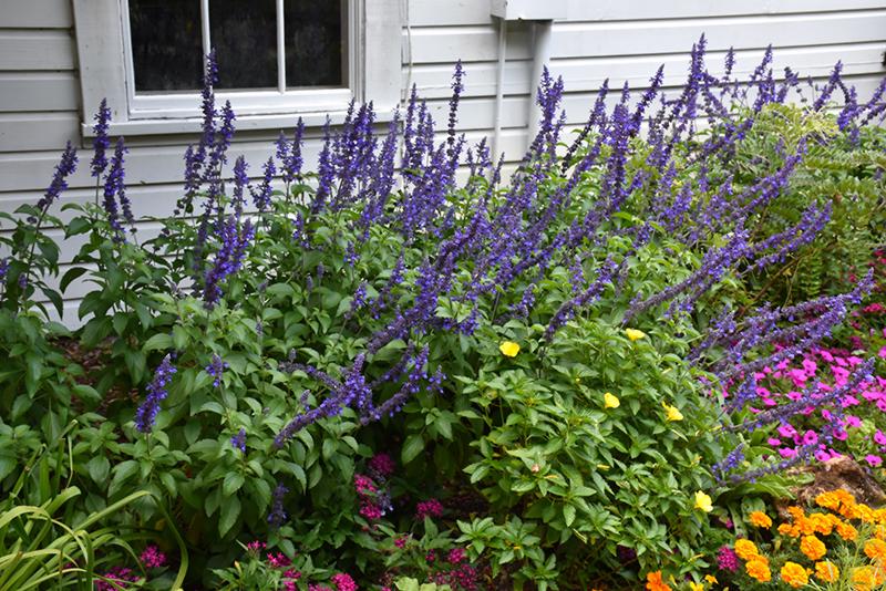 Santa Barbara Mexican Sage