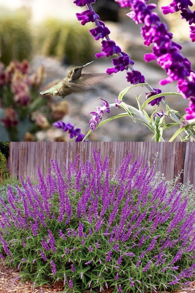 Santa Barbara Mexican Sage