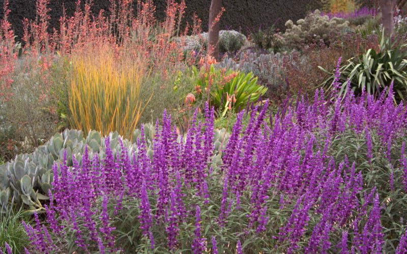 Santa Barbara Mexican Sage