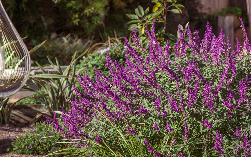 Santa Barbara Mexican Sage