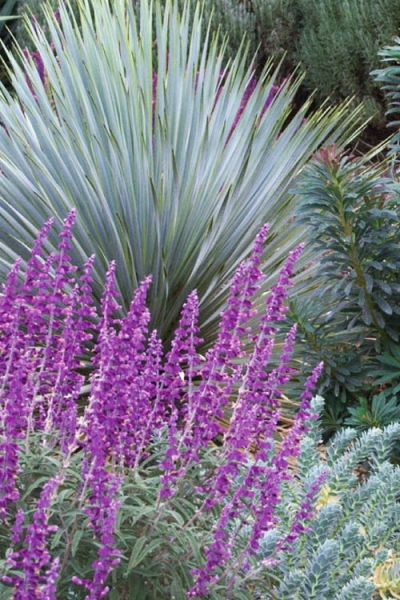 Santa Barbara Mexican Sage