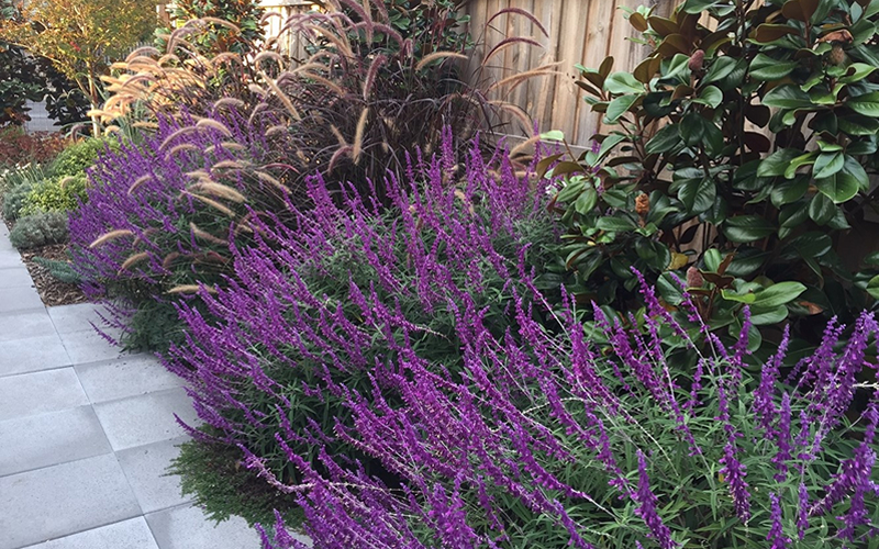 Santa Barbara Mexican Sage