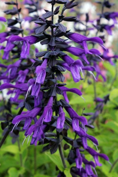 Amistad Salvia