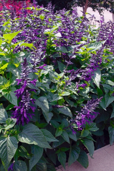 Amistad Salvia