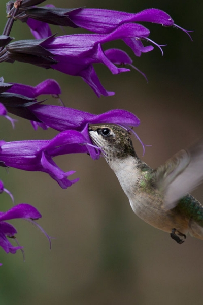 Amistad Salvia