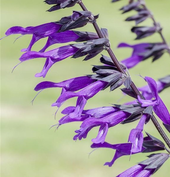 Amistad Salvia