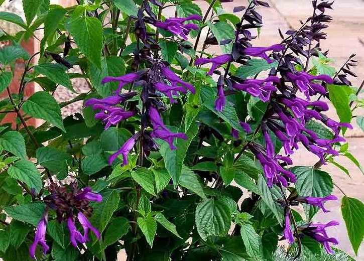 Amistad Salvia