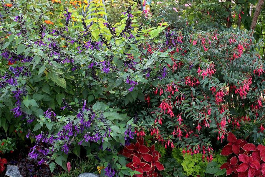 Amistad Salvia