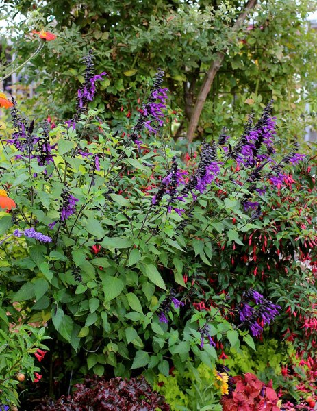 Amistad Salvia