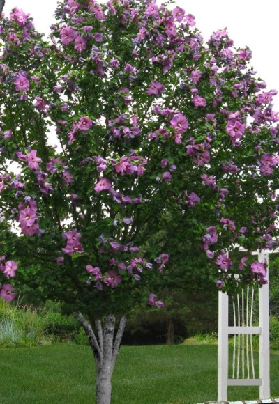 Violet Satin Rose of Sharon