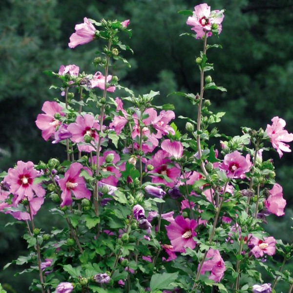Violet Satin Rose of Sharon