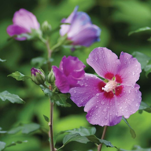Violet Satin Rose of Sharon