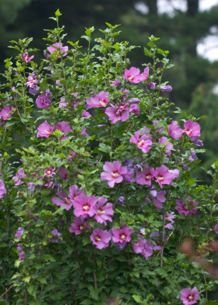 Violet Satin Rose of Sharon