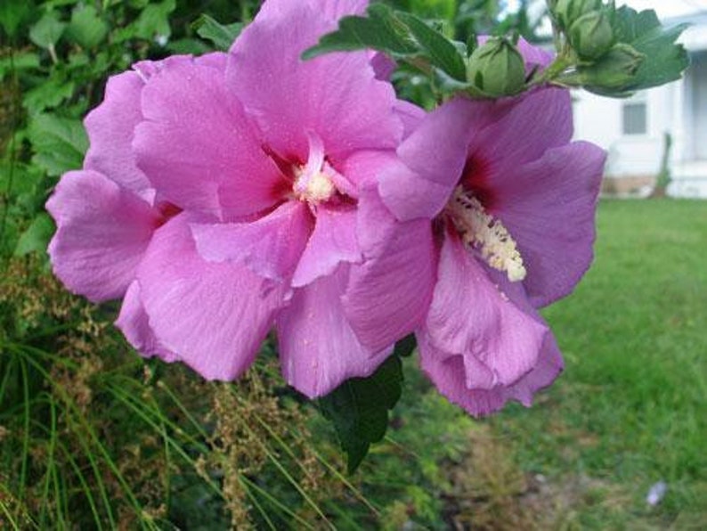 Violet Satin Rose of Sharon
