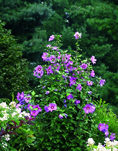 Violet Satin Rose of Sharon