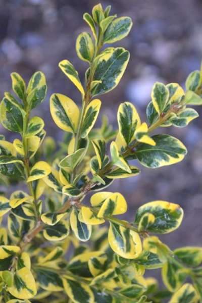 Sunburst Variegated Korean Boxwood