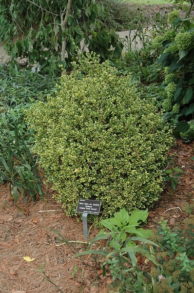 Sunburst Variegated Korean Boxwood