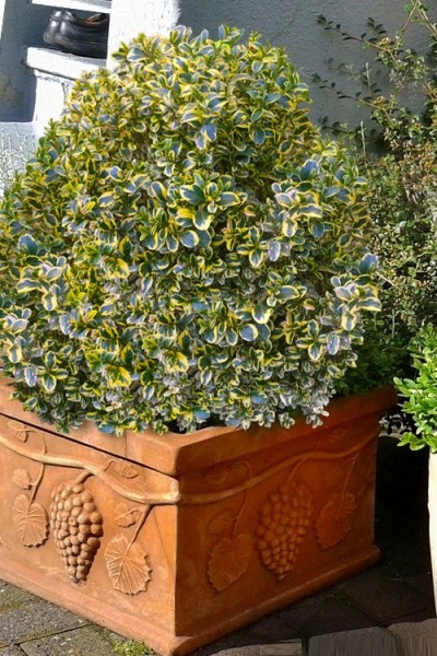 Sunburst Variegated Korean Boxwood