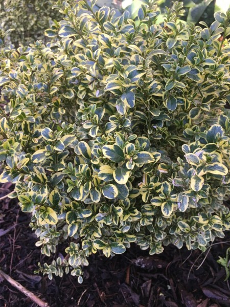 Sunburst Variegated Korean Boxwood
