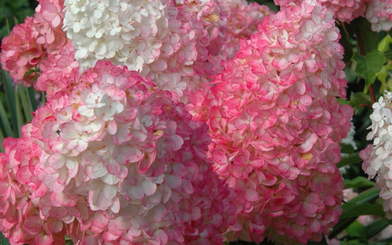 Vanilla Strawberry Hydrangea