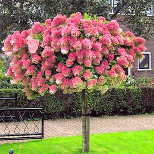 Vanilla Strawberry Hydrangea