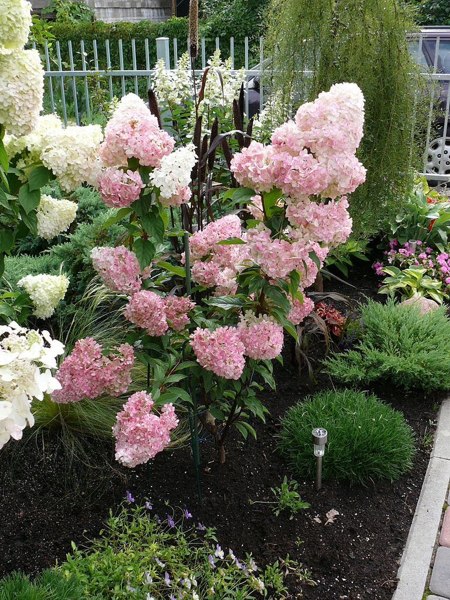 Vanilla Strawberry Hydrangea