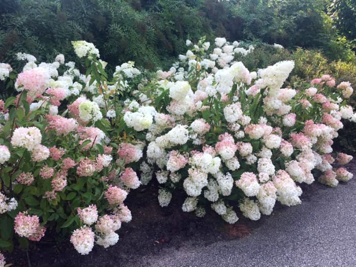 Vanilla Strawberry Hydrangea