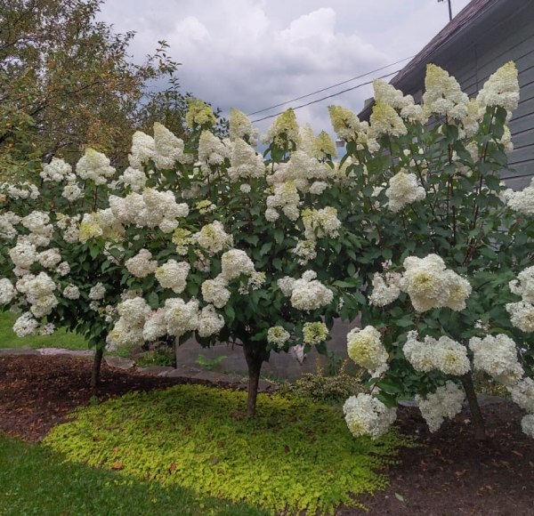 Vanilla Strawberry Hydrangea