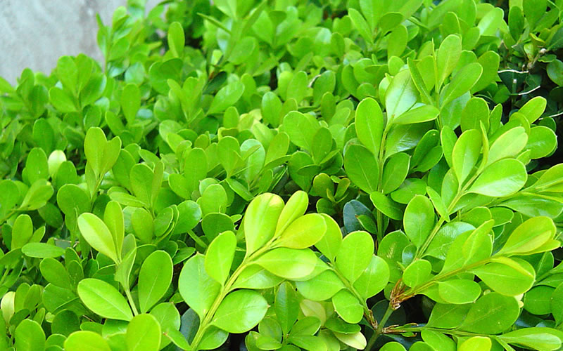 Japanese Boxwood