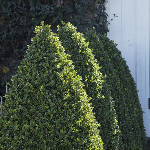 Japanese Boxwood