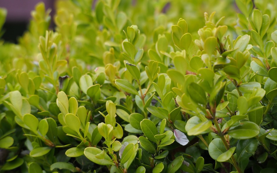 Japanese Boxwood