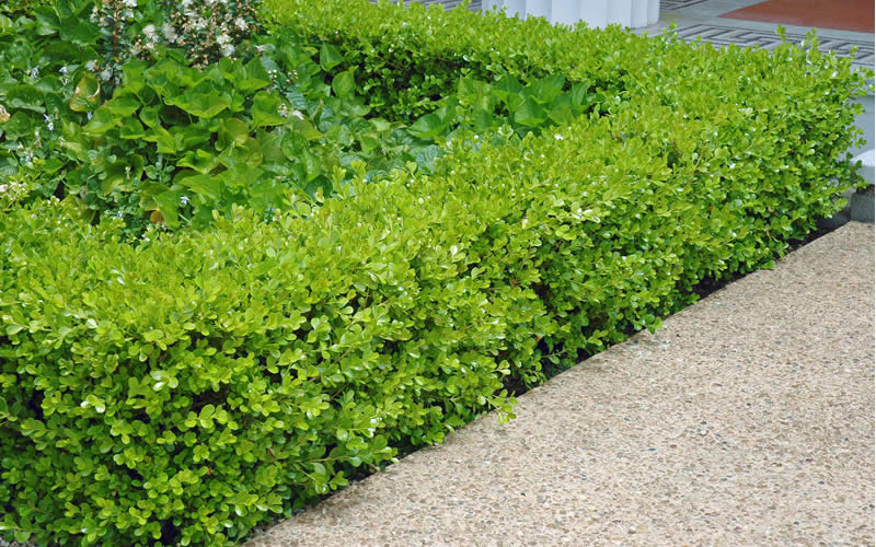 Japanese Boxwood